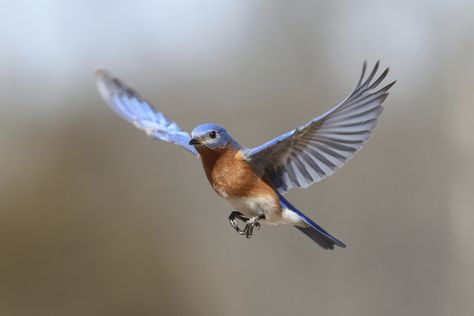 All wildlife photography is challenging, but capturing birds in flight presents one of the most difficult accomplishments. Birds often change direction and Haliaeetus Leucocephalus, Eastern Bluebird, Some Beautiful Pictures, How To Attract Birds, Bird Photo, Birds Flying, Bird Photography, Wildlife Photography, Birds In Flight