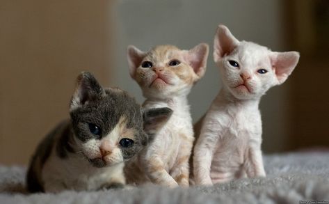 Devon Rex Kittens, Devon Rex Cat, Pet Party, Devon Rex Cats, Cornish Rex, Rex Cat, Devon Rex, Kitten Pictures, Funny Dog Pictures