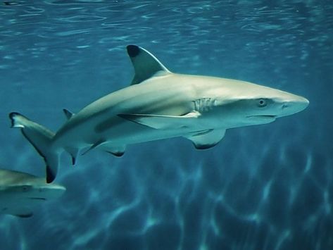 Anatomy and Appearance of Balck tip Sharks Black Tip Shark, Sea Shark, Cool Sharks, Shark Photos, Shark Pictures, Reef Shark, Deep Sea Creatures, Beautiful Sea Creatures, Cute Shark