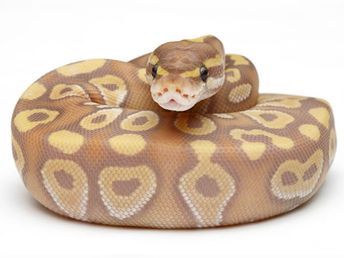 Banana Mojave - Morph List - World of Ball Pythons Baby Ball Python, Danger Noodles, Python Regius, Cool Snakes, Pretty Snakes, Ball Python Morphs, Ball Pythons, Snake Lovers, Cute Reptiles