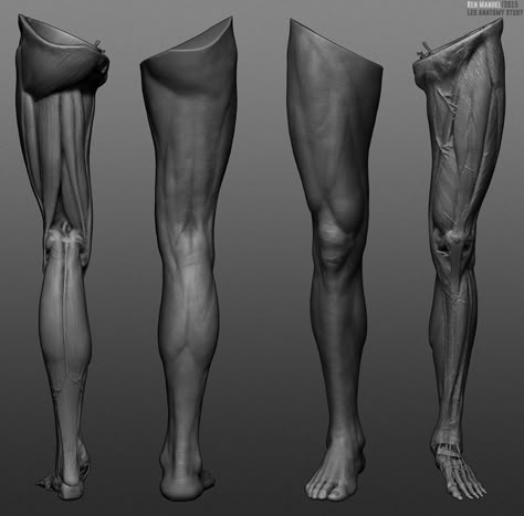 Zbrush Anatomy, Leg Reference, 남성 근육, Leg Anatomy, Human Legs, 3d Anatomy, Man Anatomy, Drawing Legs, Anatomy Sculpture