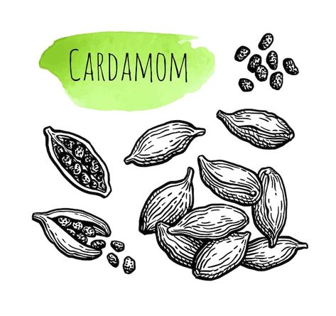 Cardamom Illustration, Cardamom Plant, Basic Sketching, Drawing Time, Ink Sketch, Watercolor Inspiration, Flora And Fauna, Premium Vector, Graphic Resources