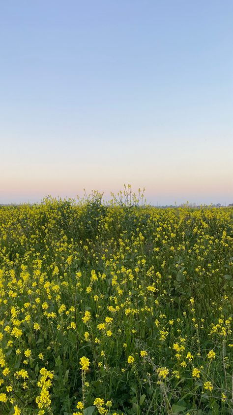 Flowers Field Aesthetic, Yellow Flower Field, Field Of Yellow Flowers, Field Aesthetic, Flowers Field, Airplane Wallpaper, Yellow Bouquets, Love Scrapbook, Love Collage