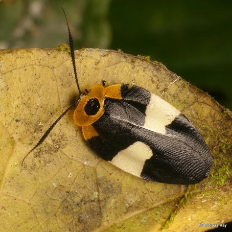 https://flic.kr/p/LXpUsz | Pretty Cockroach, Eushelfordia pica | from Ecuador: www.flickr.com/andreaskay/albums Pretty Cockroach, Insect Study, Bug House, Wolf Spider, Moth Caterpillar, Cool Bugs, Creepy Crawlies, Arthropods, Arachnids