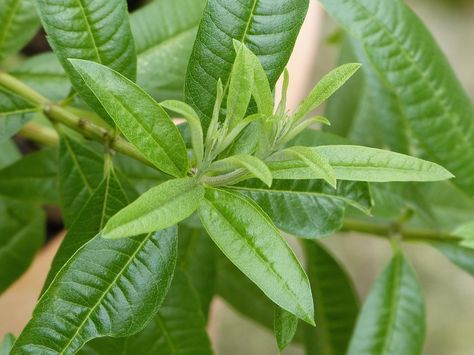 lemon verbena tea Lemon Verbena Tea, Tea To Drink, Cup A, Lemon Verbena, Herbal Tea, The Recipe, Positive Thinking, Of My Life, Plant Leaves