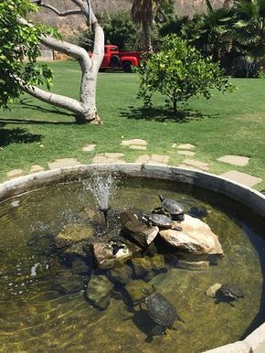 Outside Turtle Pond, Turtle Outside Habitat, Turtle Aquarium Ideas, Tartaruga Habitat, Above Ground Pond, Pond Turtle, Turtle Garden, Turtle Aquarium, Turtle Homes