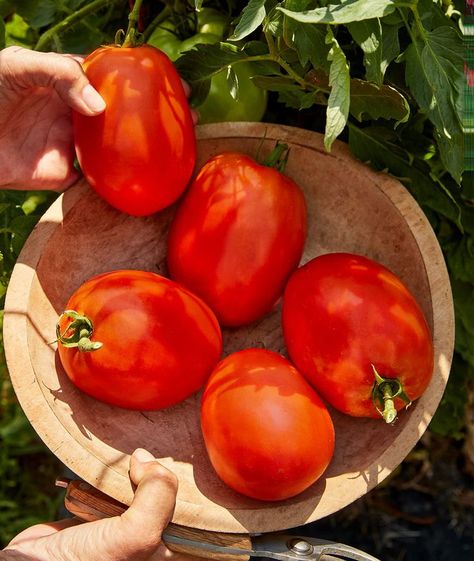 Burpee Exclusive 'SuperSauce' Hybrid 25 Non-GMO Large Red Sauce & Paste Tomato Variety | Vegetable Seeds for Planting Home Ga Roma Tomato Plant, Grain Salad Recipes, Chives Plant, Summer Sandwiches, Types Of Tomatoes, Vegetable Plants, Rainbow Carrots, Grain Salad, Healthy Seeds