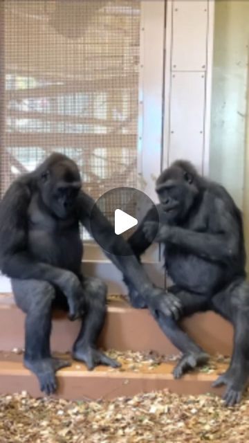 Animal Humor Hilarious, Funny Zoo Animals, Funny Gorilla Videos, Animal Funny Videos, Orangutan Funny, Silly Animals Videos, Monkeys In Love, Funny Stuff Hilarious, Funny Monkey Videos