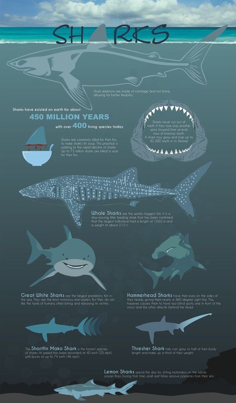 Sharks Infographic projects | Fotos, Videos, Logos, Illustrationen und Branding auf Behance Shark Facts/ Anatomy, Know Your Sharks, Different Sharks, Sharks Infographic, Shark Infographic, Shark Breeds, Shark Diagram, Sharks Facts, Shark Posters