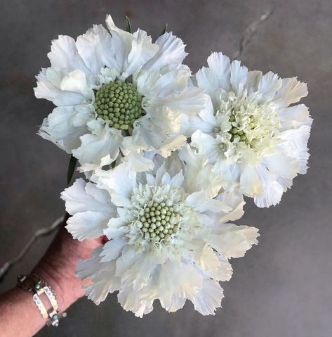 Scabiosa Bouquet, White Scabiosa Flower, White Scabiosa, Scabiosa Pods, Cut Flower Farm, Cascade Bouquet, Veggie Garden, Flower Farm, Garden Seeds