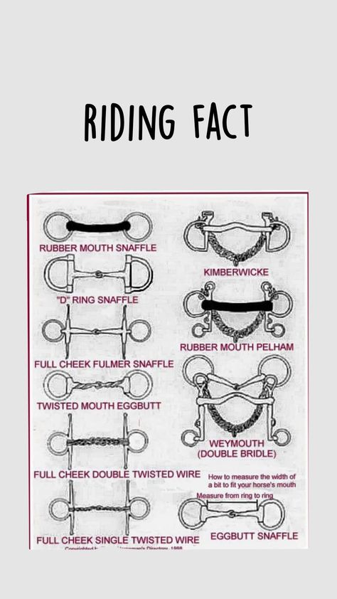 Bits For Horses, Horse Information, Horse Facts, Horse Care Tips, Horse Info, Horse Riding Tips, Horse Anatomy, Horse Camp, Horse Training Tips