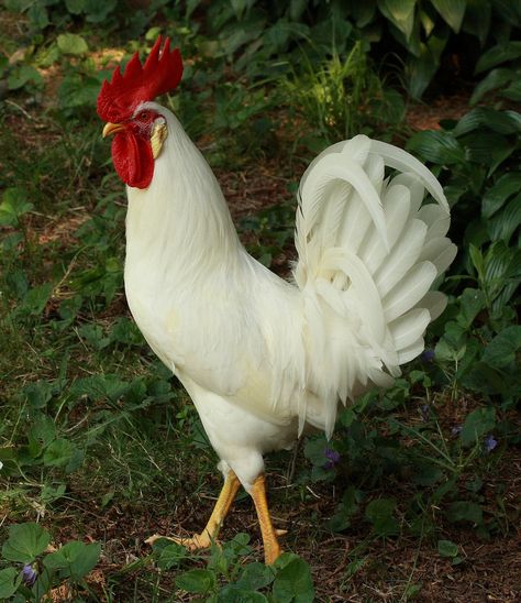 "Pearl White Leghorn Rooster" by codebetter on Flickr - PEARL WHITE LEGHORN ROOSTER Leghorn Rooster, Rooster Breeds, Best Egg Laying Chickens, White Rooster, Egg Laying Chickens, Fancy Chickens, Beautiful Chickens, Hen Chicken, Pets Drawing