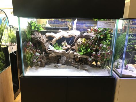 A dry deco scape using Malaysian driftwood and artificial plants. Wood Aquascape, Live Aquarium Plants, Aquarium Landscape, Live Aquarium, Water Type, Aquarium Design, Tanked Aquariums, Aquarium Decorations, Aquarium Fish Tank