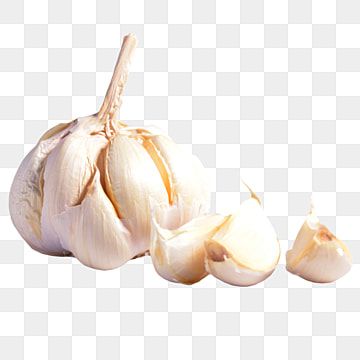 a head of garlic,three grains,garlic clove,garlic,plant,seasoning,mixed ingredients,ingredients,yellow Garlic Plant, Watermelon Illustration, Black And White Lion, Skull Fire, Logo Design Free Templates, Garlic Head, Garlic Clove, Logo Design Free, Transparent Image