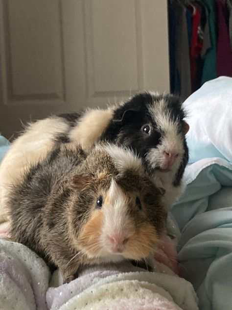 Gueina Pigs Aesthetic, Long Haired Guinea Pigs, Guinea Pigs Aesthetic, Guinea Pig Aesthetic, Cute Guinea Pig Cage Ideas, Pig Pics, Guinea Pigs Funny, Baby Guinea Pigs, Pet Guinea Pigs