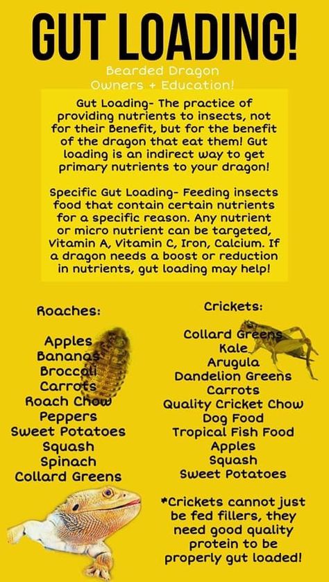 Bearded Dragon Greens List, Bearded Dragon Terrarium Diy Dresser, Leopard Gecko Food List, Leopard Gecko Tips, Bearded Dragon Enrichment, Diy Bearded Dragon Decor, Cute Bearded Dragon Tank, Leopard Gecko Tank Setup, Leopard Gecko Terrarium Ideas