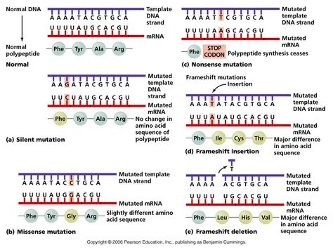 Point Mutations Mutation Notes, Biology Notes Genetics, Biology Basics, Micro Biology, Gene Mutation Biology, Common Name Of Organic Compounds, Unique Genetic Traits, Dna Worksheet, Genetic Mutation Notes