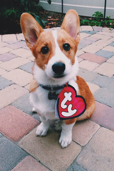 A beanie baby corgi for "Howloween" Corgis In Costumes, Halloween Costumes For Corgis, Corgi Costume Halloween, Corgi Halloween Costumes, Corgi Pumpkin, Corgi Costume, Corgi Halloween, Puppy Halloween Costumes, Cute Dog Costumes