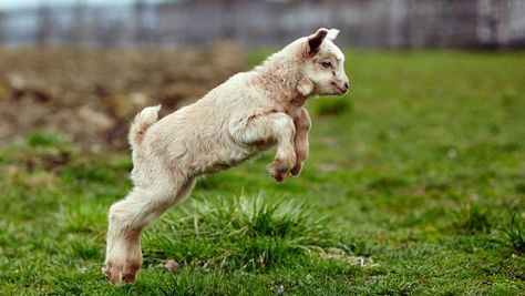 Goat Jumping, Jumping Goat, Goat Fencing, Medieval Farm, Tiny Goat, Goat Fence, Milk Goats, Picture References, Visuell Identitet