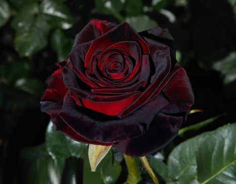 Black Baccara Roses, Red Climbing Roses, Propagating Roses, Black Baccara, Black Rose Flower, Rose Belle, Rare Roses, Fragrant Roses, Rose Varieties