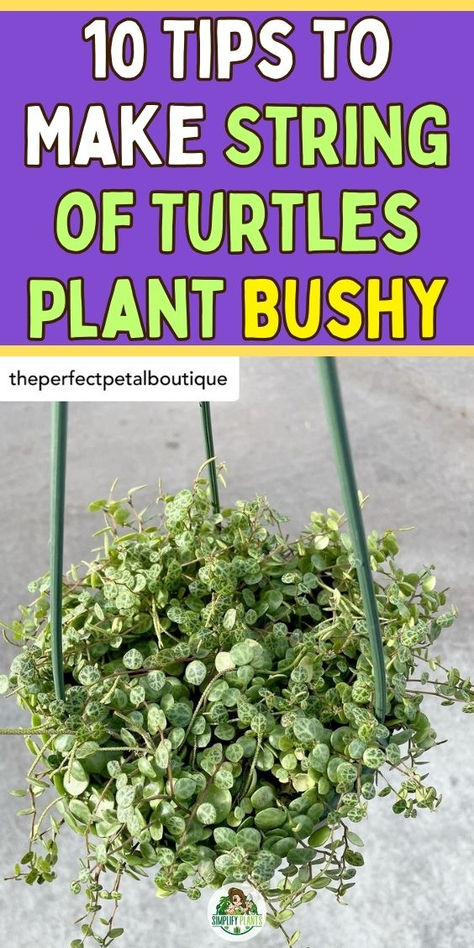 "Discover 10 essential tips to make your String of Turtles plant bushy and  vibrant! Learn effective string of turtles care techniques, propagation  methods, and expert string of turtles care tips to ensure your plant  thrives. Boost your indoor garden with these simple strategies for a lush,  healthy string of turtles plant. Perfect for plant enthusiasts looking to  enhance their collection! " String Of Turtles Care, String Of Turtles Plant, Turtle Plant, Propagation Methods, String Of Turtles, Turtle Care, Plant Care Guide, Plant Games, Houseplant Care