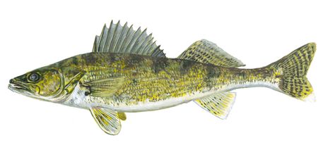 Walleye (Sander vitreus)   | Fishes of Wisconsin - Walleye - Wisconsin DNR Walleye Tattoo, Walleye Fish, Walleye Fishing Tips, Fondant Ideas, Fish Carving, Cabin Wall Art, Topper Fondant, Kayaking Gear, Fishing Pictures