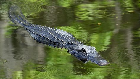 Florida proposes 24-hour-a-day alligator hunting | Fox News Alligator Hunting, Ankle Exercises, Hunting Guide, Native American Food, Florida Fish, American Alligator, Trophy Hunting, Florida Woman, Photo Competition