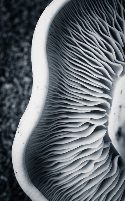 Shrooms by The Green Album                                                                                                                                                                                 More Macro Fotografie, Macro Photography Tips, Motifs Organiques, Foto Macro, Photo Macro, Matka Natura, Natural Structures, Texture Inspiration, Texture Photography