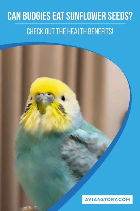 Considering "Can Budgies Eat Sunflower Seeds?" in your pet's diet? While budgies can eat sunflower seeds, they should be given in moderation. These seeds are high in fats and can lead to obesity if overfed. Ideally, they should be an occasional treat rather than a staple. Learn about proper portion sizes, potential benefits, and precautions to ensure a balanced diet for your feathered friend. #CanBudgiesEatSunflowerSeeds #BudgieDiet #BirdNutrition #AvianStory. Portion Sizes, A Balanced Diet, Nutritional Value, Sunflower Seeds, Balanced Diet, Vitamins And Minerals, Health Benefits, Sunflower, Vitamins