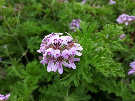 Close up of Rose Geranium Pelargonium Graveolens flower. Pelargonium graveolens , #spon, #Pelargonium, #Graveolens, #flower, #Close, #Rose #ad Natural Tick Repellent, Zonal Geraniums, Purple Colour Flowers, Pelargonium Tomentosum, Geranium Magnificum, Plants That Repel Bugs, Mint Essential Oil, Rose Geranium Essential Oil, Geranium Biokovo