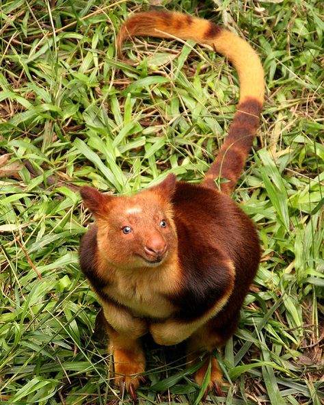 Tree Kangaroo Tree Kangaroo, Animals Australia, Australia Animals, Australian Wildlife, Animal Wildlife, Unusual Animals, Rare Animals, Wildlife Sanctuary, Pretty Animals