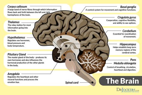 Breathing Benefits, Brain Anatomy And Function, Nasal Breathing, Basal Ganglia, Multiple Chemical Sensitivity, Brain Facts, Limbic System, Brain Anatomy, Parasympathetic Nervous System