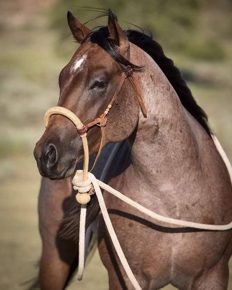 Bosal Hackamore Bay Roan Horse, Nice Horses, Horse Colours, Western Horse Riding, Tack Board, Bay Horses, Horse Inspiration, Bay Horse, Blue Roan