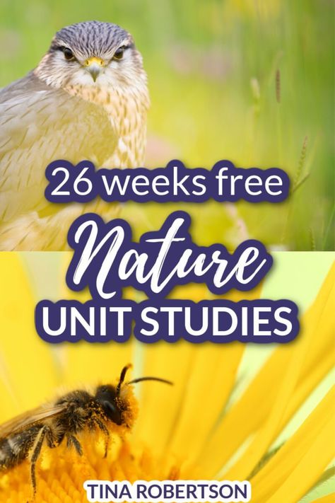 26 free nature unit studies for multiple ages. Easy nature unit studies as a way to make science come alive. Nature unit studies not only revive burn out in students, but they’re cost effective and memorable. CLICK HERE to grab 26 free homeschool nature unit studies for multiple ages that can easily be used for a year as free curriculum! Free Science Unit Studies, 2nd Grade Nature Activities, Preschool Science Curriculum, Flower Unit Study, September Unit Studies, Unit Studies Homeschool Elementary, Bats Unit Study, Homeschool Goals, Science Unit Studies