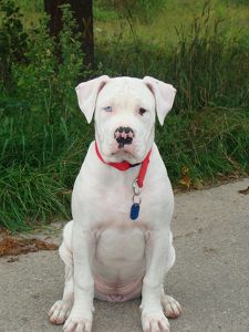 American Bulldog Scott, White American Bulldogs, Brazilian Terrier, Pit Puppies, Greenland Dog, American Bulldog Puppies, White Bulldog, American Bullies, American Bulldogs