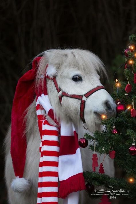 Santa Pony Christmas Dress Up, Horse Costumes, Christmas Horses, Horse Wallpaper, Mini Horse, Horses And Dogs, Miniature Horse, Cute Horses, Pet Holiday