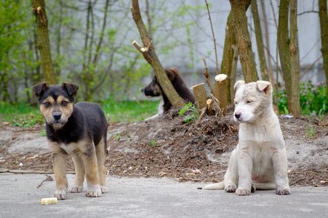 Chernobyl Reactor, Thailand Art, Nuclear Disasters, Wolf Pictures, Nuclear Power Plant, Actor Picture, Chernobyl, Dog Images, Power Plant