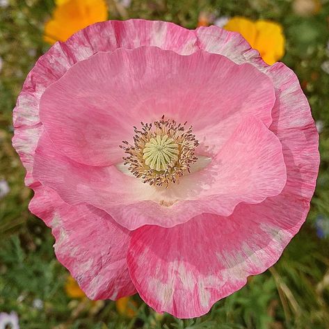 🏵️ Shirley poppy < Papaver rhoeas > . . 🔹💠🔹💠🔹💠🔹💠🔹💠🔹💠🔹💠🔹💠🔹. .  #rainbow_petals #bptalsmember #world_bestflower #world_bestangels… Shirley Poppy, Papaver Rhoeas, Poppy Flowers, Poppy Flower, Art Photo, Pansies, Secret Garden, Poppies, Rainbow