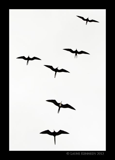 Frigate Bird Drawing, Hawaiian Bird Tattoo, Iwa Bird Tattoo Hawaiian, Iwa Bird Tattoo, Frigate Bird Tattoo, Three Birds Tattoo, Pelican Tattoo, Frigate Bird, Bird Silhouette Tattoos