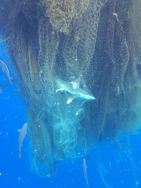 180419-cayman-island-fish-net-01 Floating Ghost, Ghost Fishing, Fish In The Ocean, Floating Ghosts, Save The Sharks, Underwater Images, Marine Pollution, Cayman Island, Ocean Pollution