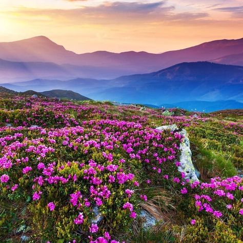 Valley Of Flowers Nanda Devi, Valley Of Flowers, Nature Artists, Mountain Wallpaper, Flower Landscape, Beautiful Landscape Wallpaper, Beautiful Mountains, Landscape Wallpaper, Flower Images