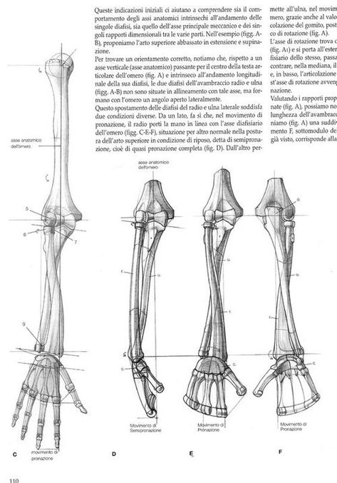 Skull References, Character Anatomy, Arm Anatomy, Anatomical Art, Arm Bones, Anatomy Bones, Skeleton Anatomy, Comic Inspiration, Male Anatomy