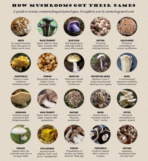 Mushrooms And Their Names, Mushroom Names Aesthetic, Mushrooms Names, Mushroom Infographic, Common Mushrooms, Mushroom Knowledge, Mushroom Things, Mushroom Book, Mushroom Names