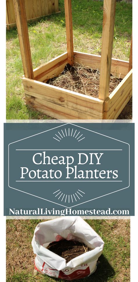 This year I have so many potatoes to plant I need some quick and cheap DIY potato planters. So I’ve done some digging (pun intended) and have found 2 ways you can get potatoes growing on your homestead. Let’s dive on in and I’ll show you how! #cheap #inexpensive #repurposed #DIY #gardeneing #grainbag #homesteading #potatoplanter #potatotower Potato Planters Diy, Potatoes Growing, Cheap Planters, Potato Planter, Potato Box, Potato Bin, Potato Planters, Homestead Gardening, Planting Potatoes