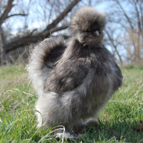 Backyard Chicken Run, Fluffy Chickens, Chicken Backyard, Silkie Bantam, Bantam Chicken Breeds, Fluffy Chicken, Bantam Chickens, Fancy Chickens, Silkie Chickens