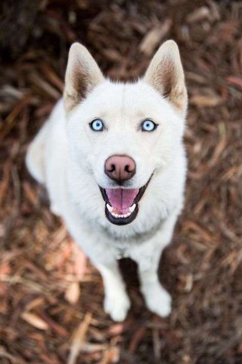 Checkout the beautiful clear blue eyes on this big white dog. Looks like a white German Shepard Dog. These type of dogs are very smart and great defensive attack dogs! Shepard Dog, White Siberian Husky, White Husky, White German Shepherd, Cute Husky, Husky Lover, Siberian Huskies, White Dog, Sweet Dogs