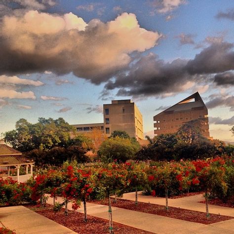 Cal Poly Pomona view from the Rose Garden. Visual Goal Board, Cal Poly Slo, Romanticizing College, Cal Poly Pomona, Tips For Growing Tomatoes, Pomona California, College Vision Board, Cal Poly, Vision Board Pics