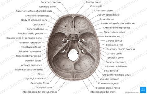 Overview of the foramina and fissures of the skull (superior view) The Skull Anatomy, Brain Parts And Functions, Human Skull Anatomy, Sphenoid Bone, Human Skeleton Anatomy, Brain Parts, Skull Anatomy, Anatomy Bones, Skeleton Anatomy