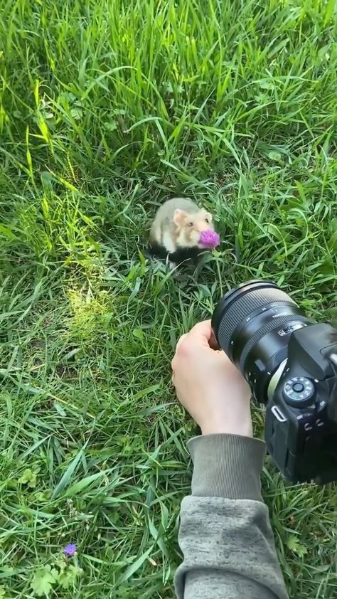 Hamster Photoshoot, Wild Hamster, Hamsters Video, Cocoa Puffs, Cute Photo, Tag Someone Who, Tag Someone, Cute Photos, Have You Ever