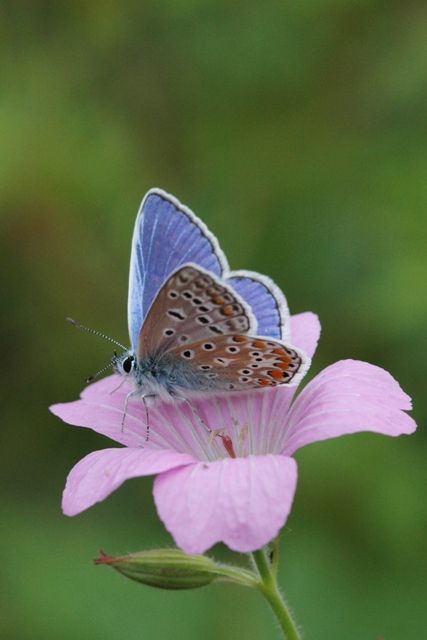 Common Blue butterfly - Amsterdam | on a pink flower. | IvoMathieuGaston | Flickr Common Blue Butterfly, Types Of Butterflies, Beautiful Butterfly Photography, Flying Flowers, Butterfly Photos, Beautiful Bugs, Delicate Beauty, Bugs And Insects, Colorful Birds